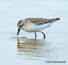 Image result for Calidris pusilla