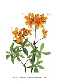 Attēlu rezultāti vaicājumam “Rhododendron calendulaceum flower”