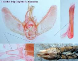 Attēlu rezultāti vaicājumam “Eupithecia linariata”