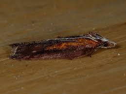 Attēlu rezultāti vaicājumam “Acleris cristana”