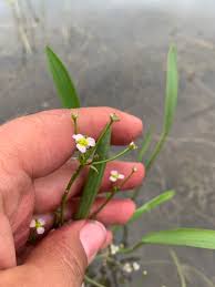 Attēlu rezultāti vaicājumam “Alisma gramineum flower”
