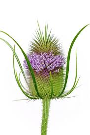 Attēlu rezultāti vaicājumam “Dipsacus fullonum flower”