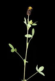 Attēlu rezultāti vaicājumam “Trifolium spadiceum flower”