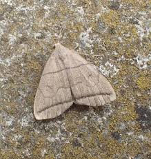 Attēlu rezultāti vaicājumam “Herminia tarsicrinalis”