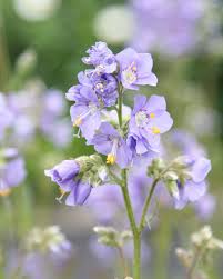 Attēlu rezultāti vaicājumam “Polemonium caeruleum flower”