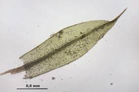 Attēlu rezultāti vaicājumam “Bryum rubens”