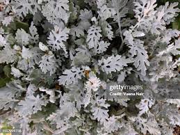 Image result for Cineraria maritima