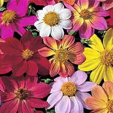 Image result for Dahlia x pinnata `Redskin`