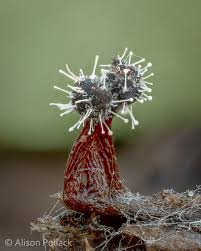 Attēlu rezultāti vaicājumam “Polycephalomyces tomentosus”
