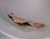 Attēlu rezultāti vaicājumam “Hypatima rhomboidella”