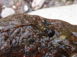 Attēlu rezultāti vaicājumam “Ephemeroptera larva”