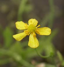 Attēlu rezultāti vaicājumam “Ranunculus flammula flower”