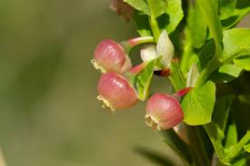 Attēlu rezultāti vaicājumam “Charissa ambiguata”