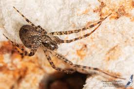 Attēlu rezultāti vaicājumam “Metellina merianae”