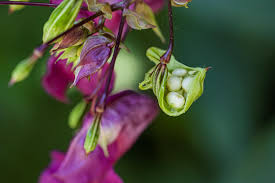 Attēlu rezultāti vaicājumam “Impatiens glandulifera leaf”