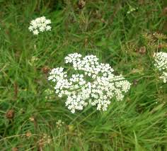 Image result for Pimpinella saxifraga