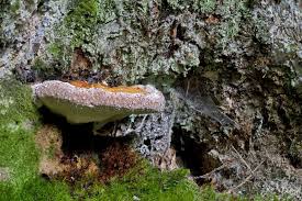 Attēlu rezultāti vaicājumam “Heterobasidion annosum”