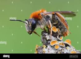 Attēlu rezultāti vaicājumam “Andrena haemorrhoa female”