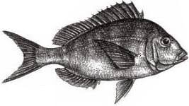 Image result for Stenotomus chrysops