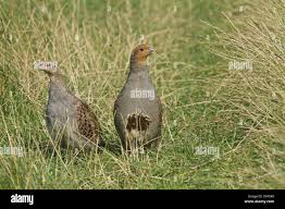 Attēlu rezultāti vaicājumam “Perdix perdix adult”