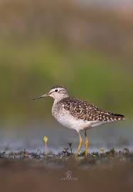 Attēlu rezultāti vaicājumam “Tringa glareola”