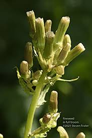 Attēlu rezultāti vaicājumam “Hieracium vulgatum bud”