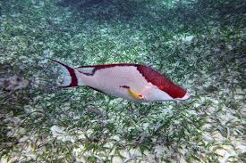 Image result for Lachnolaimus maximus