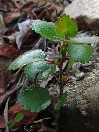 Attēlu rezultāti vaicājumam “Betula nana female flower”