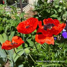 Image result for Papaver orientale