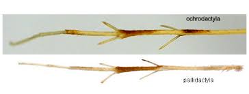 Attēlu rezultāti vaicājumam “Gillmeria pallidactyla”