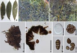 Attēlu rezultāti vaicājumam “Vouauxiomyces santessonii”