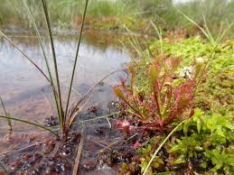 Attēlu rezultāti vaicājumam “Drosera intermedia”