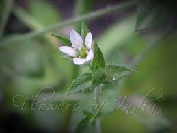 Attēlu rezultāti vaicājumam “Arenaria serpyllifolia flower”