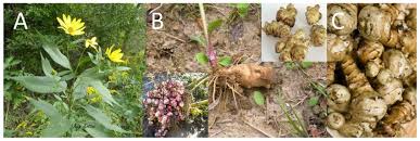 Attēlu rezultāti vaicājumam “Helianthus tuberosus leaf”