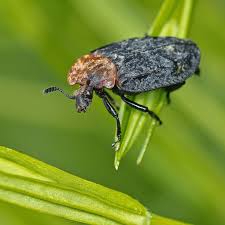 Attēlu rezultāti vaicājumam “Oiceoptoma thoracicum”