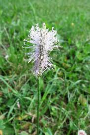Attēlu rezultāti vaicājumam “Plantago media flower”