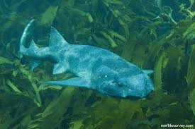 Image result for Cephaloscyllium laticeps