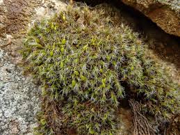 Attēlu rezultāti vaicājumam “Grimmia pulvinata sporophyte”