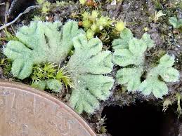 Attēlu rezultāti vaicājumam “Riccia”