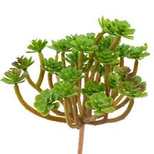 Attēlu rezultāti vaicājumam “Phedimus spurius”