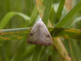 Attēlu rezultāti vaicājumam “Rivula sericealis”