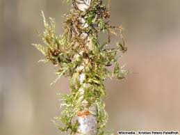 Attēlu rezultāti vaicājumam “Brachytheciastrum velutinum”