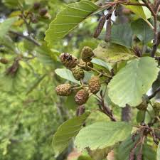 Attēlu rezultāti vaicājumam “Alnus glutinosa fruit”