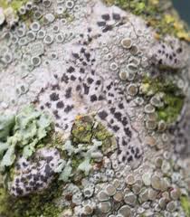 Attēlu rezultāti vaicājumam “Arthonia vinosa”