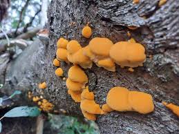 Attēlu rezultāti vaicājumam “Pycnoporellus fulgens”