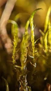 Attēlu rezultāti vaicājumam “Drepanocladus aduncus”