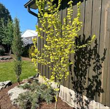 Attēlu rezultāti vaicājumam “Ulmus x hollandica”