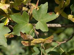 Attēlu rezultāti vaicājumam “Acer campestre fruit”