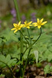 Attēlu rezultāti vaicājumam “Gagea lutea”