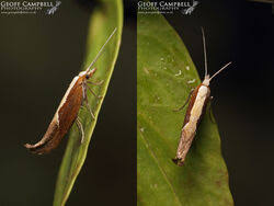 Attēlu rezultāti vaicājumam “Ypsolophidae”